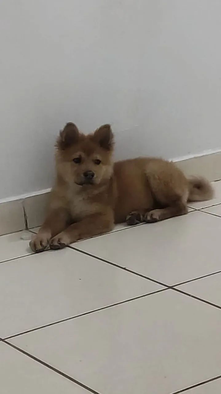 Filhote de Chow Chow - Fofo e Brincalhão