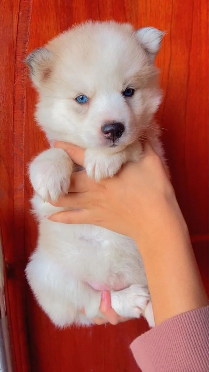 Husky Siberiano Filhote  - Foto 2