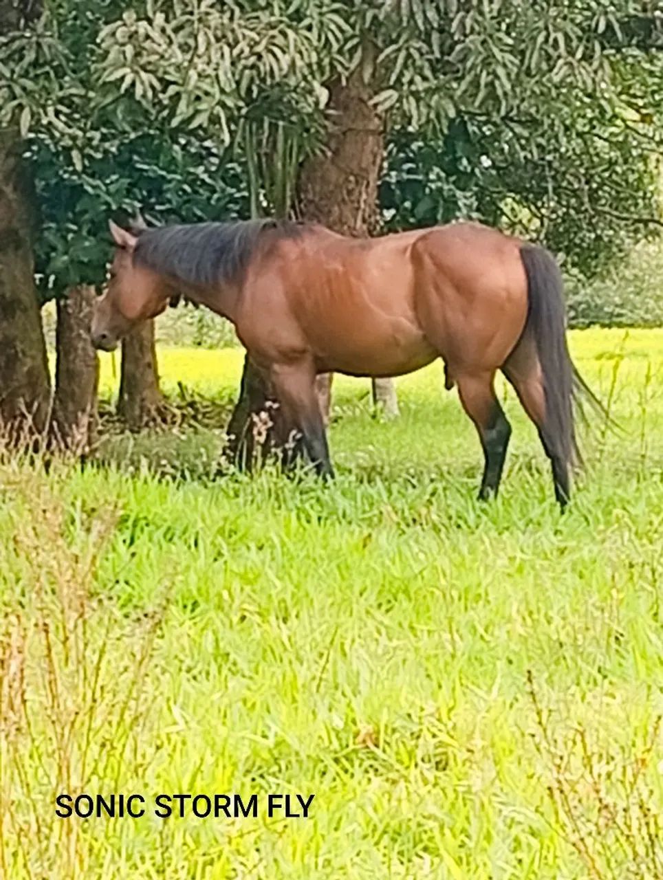 Cavalo QM PO  - Foto 2