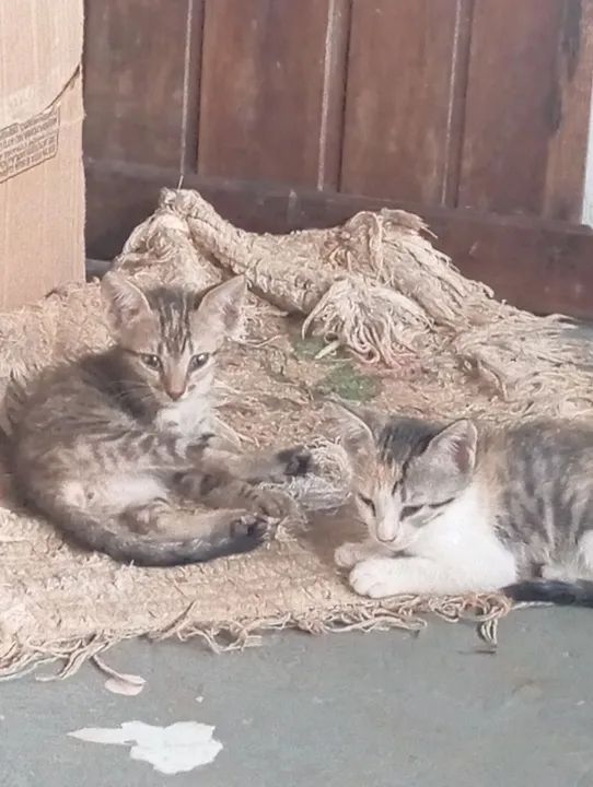 Doa-se gatinhos 2 meses - Foto 3