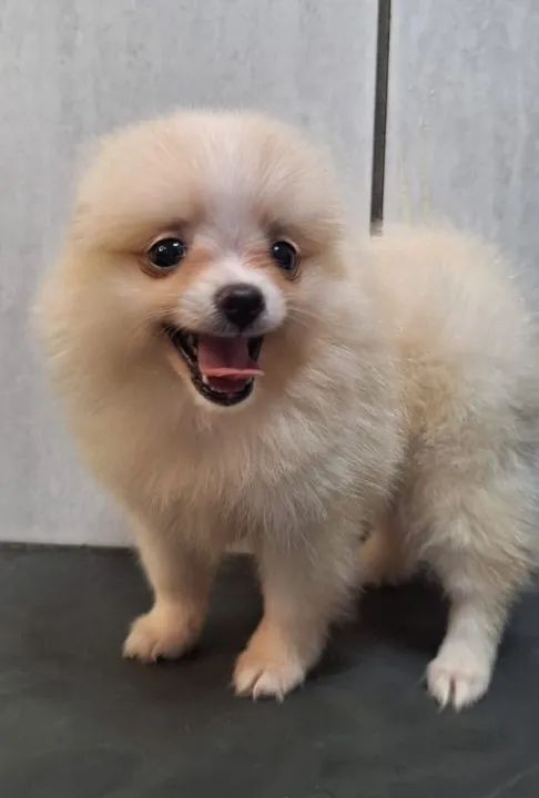 Linda filhotinha de Pomerânia - Foto 3