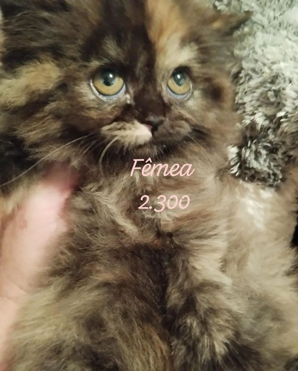 Persa Filhotes  - Foto 4