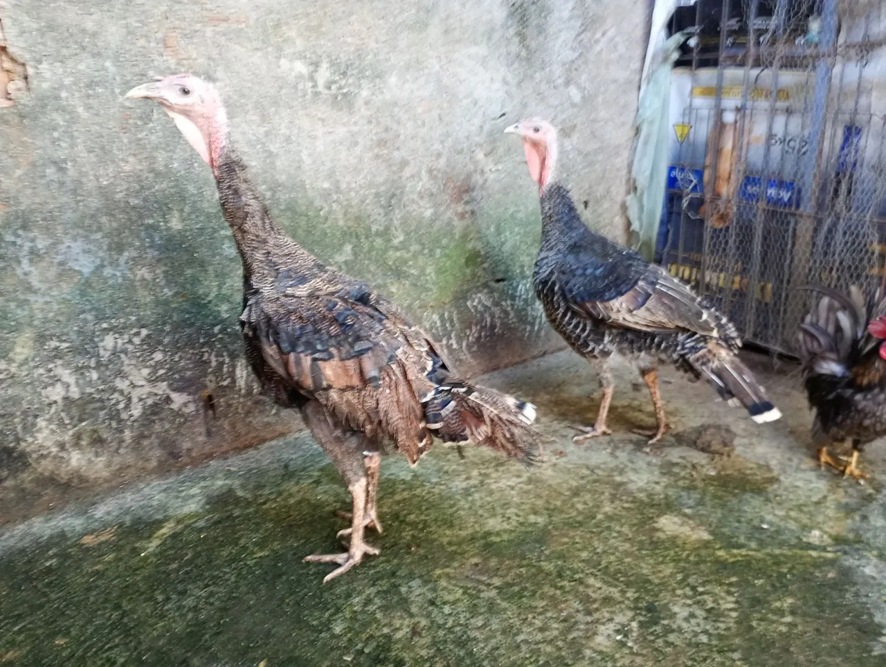 Perua e galo Nagasaki