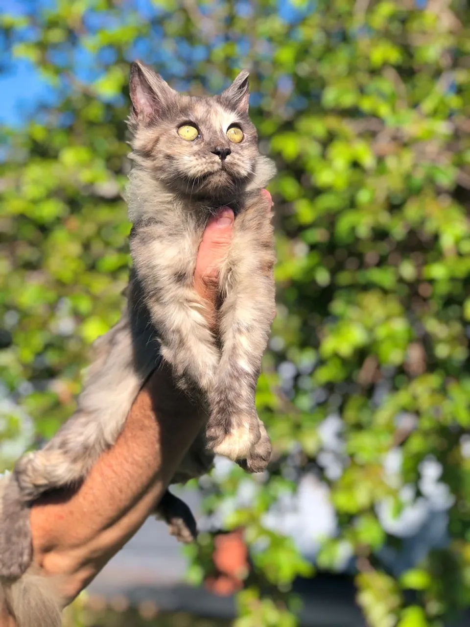 MAINE COON FEMEA