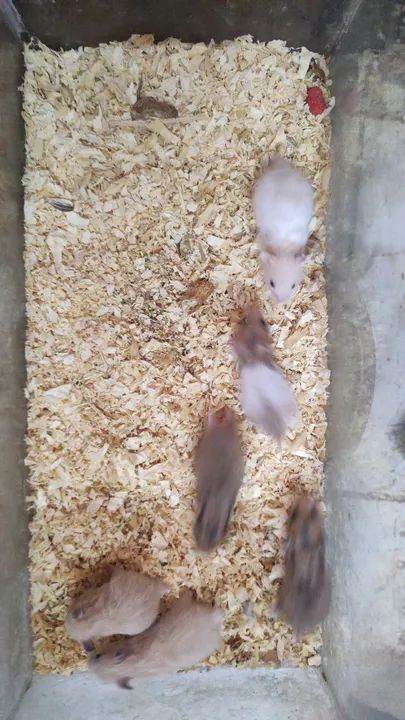 Hamster Sírio  - Foto 5