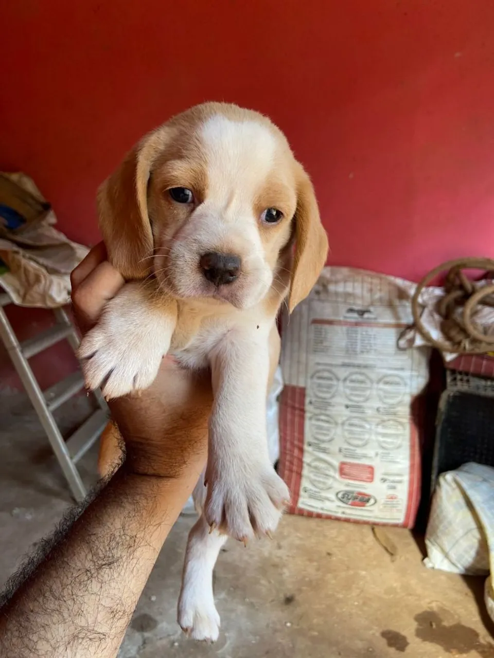 Filhote de Beagle disponível para adoção!