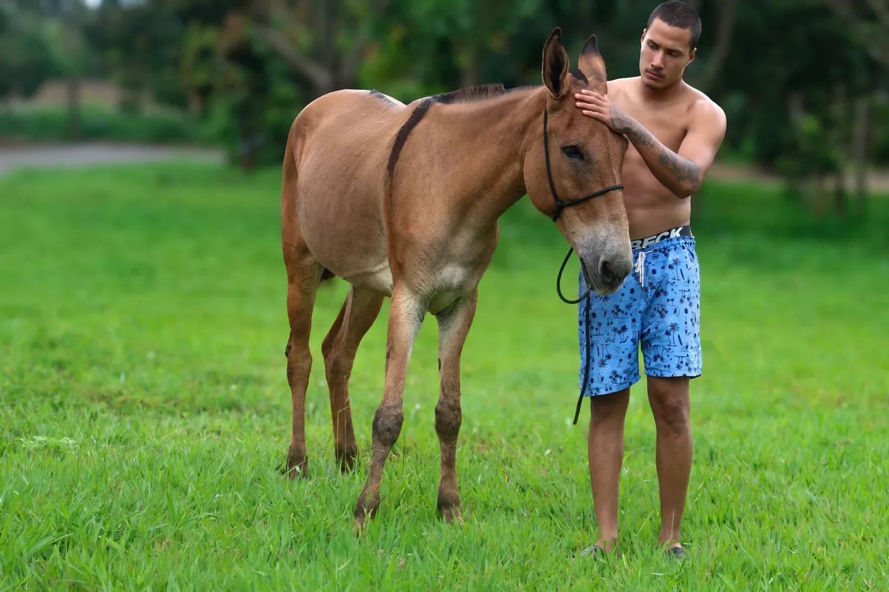 Mula marcha picada - Foto 2