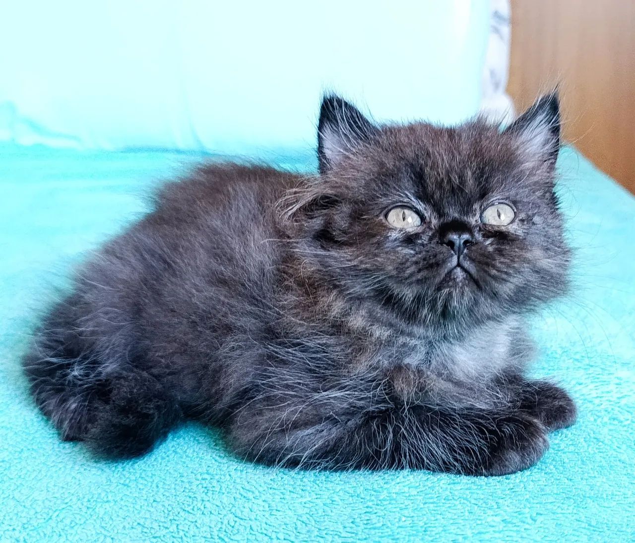 Gato persa macho com pedigree  - Foto 4