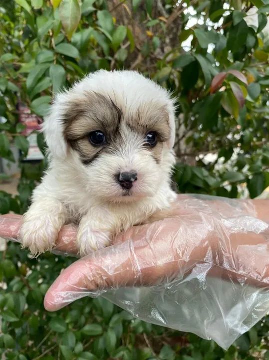 Lhasa Apso Filhotes com Pedigree e garantia de saude  - Foto 3