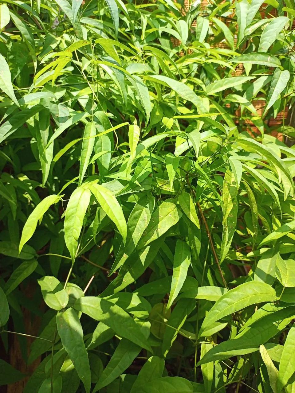 Galhos de Pariri.64313659787651120