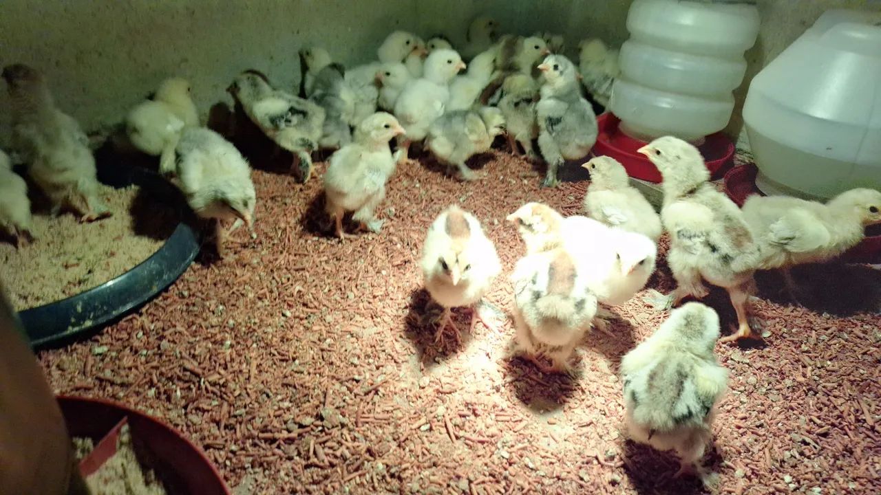 Ovos de brahma