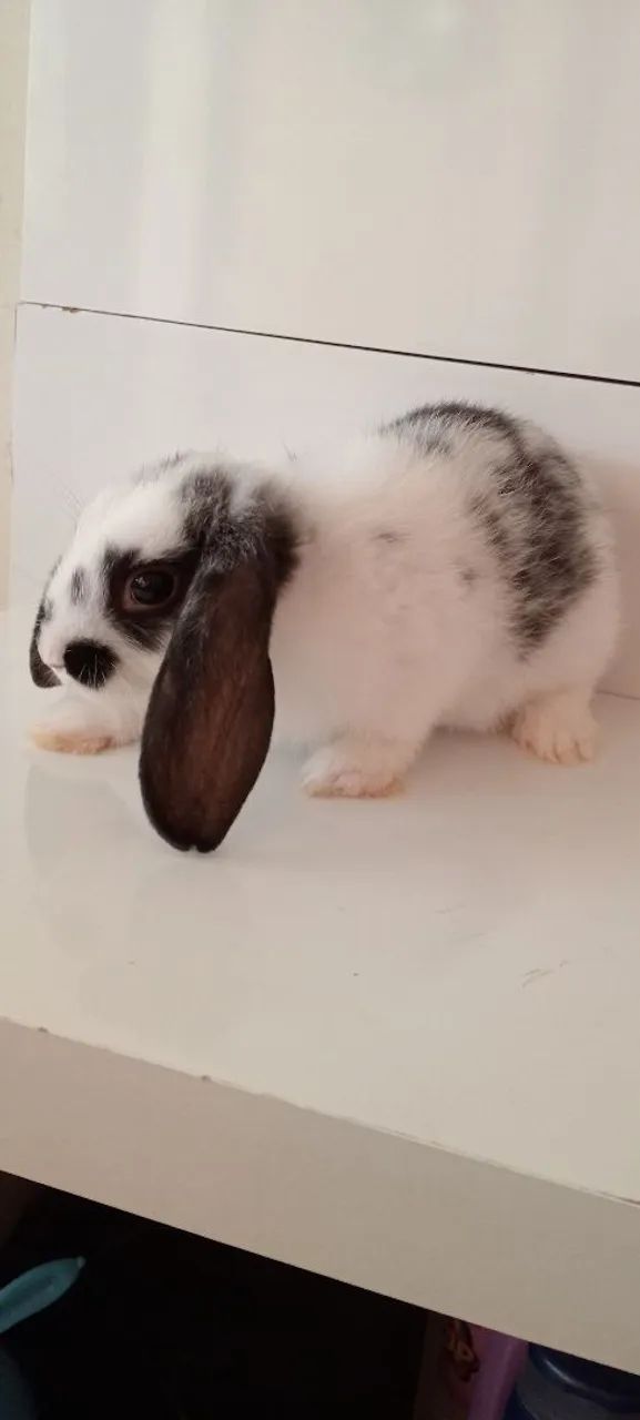 Coelho raça minilop 