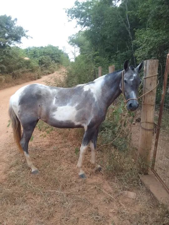 cavalo a venda  - Foto 2