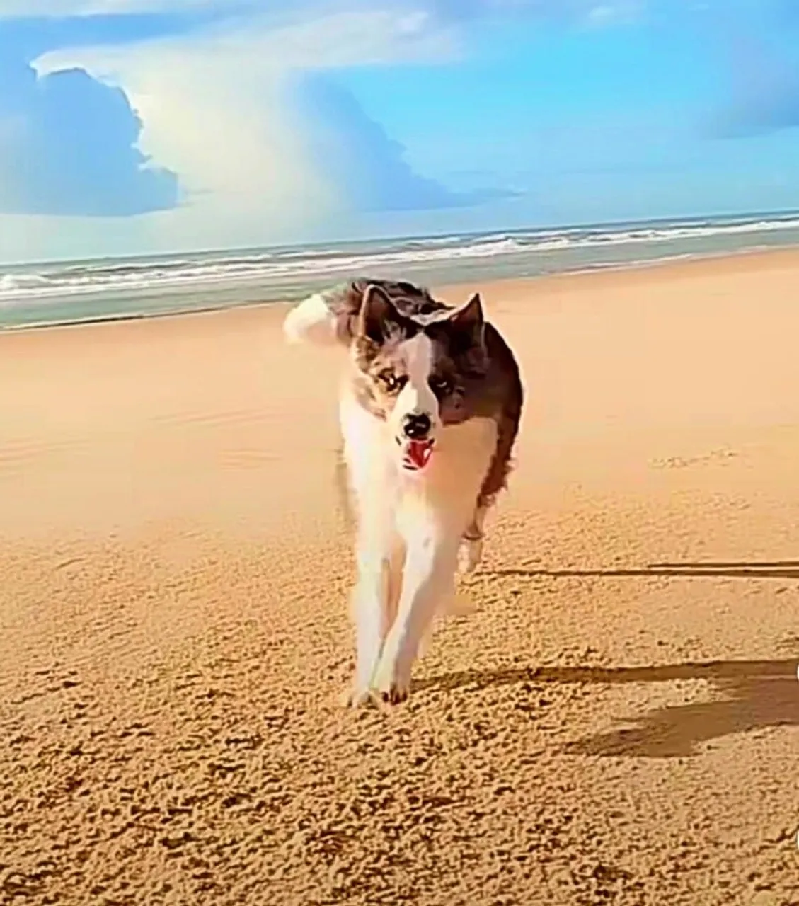 Cobertura Border Collie - Adorável e Brincalhão