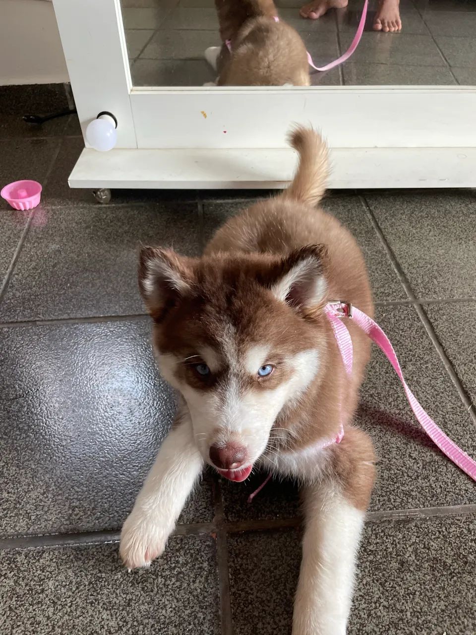 Husky siberiano  - Foto 4