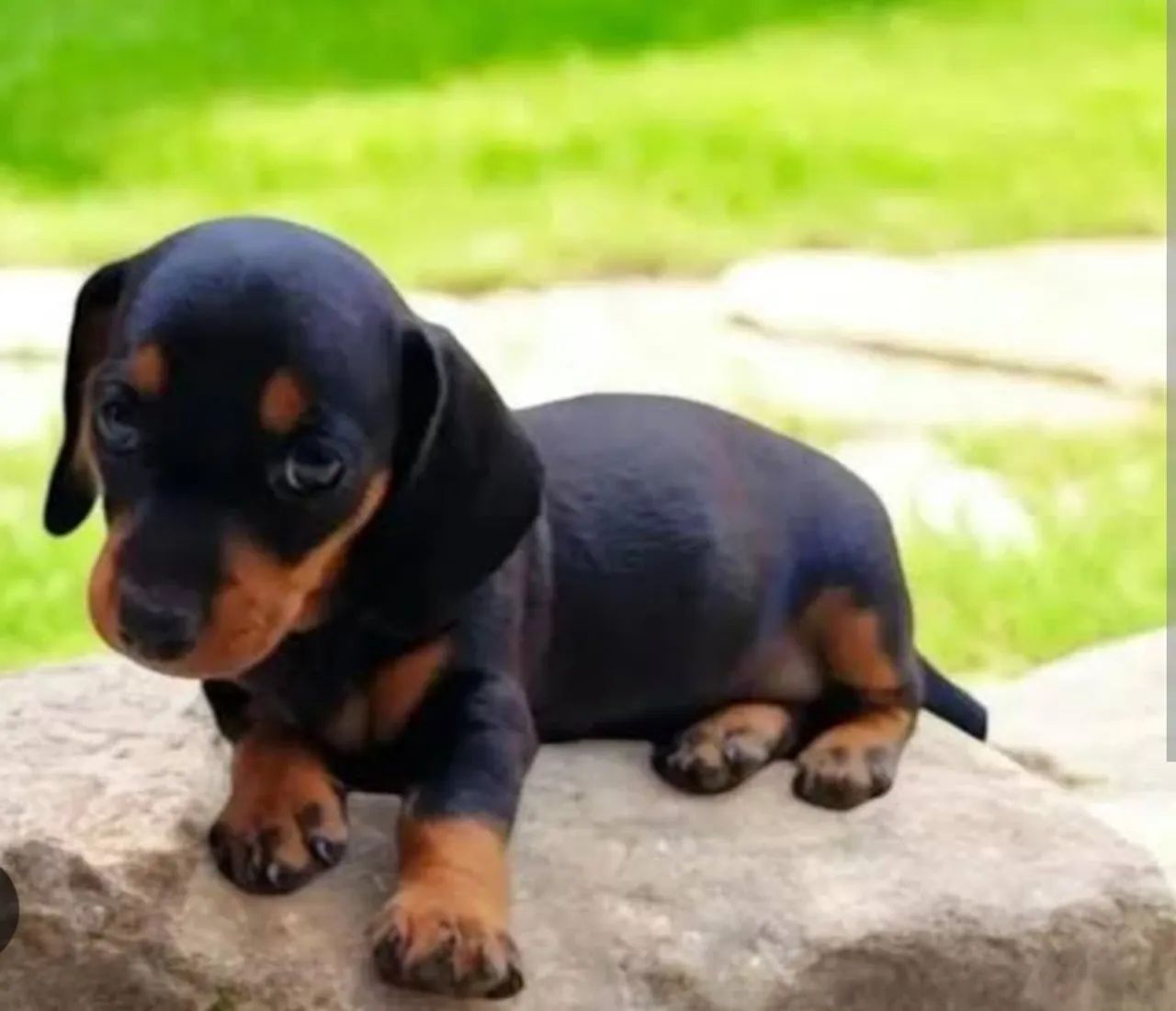 Basset Dachshund salsicha- Receba ainda hoje!  - Foto 3