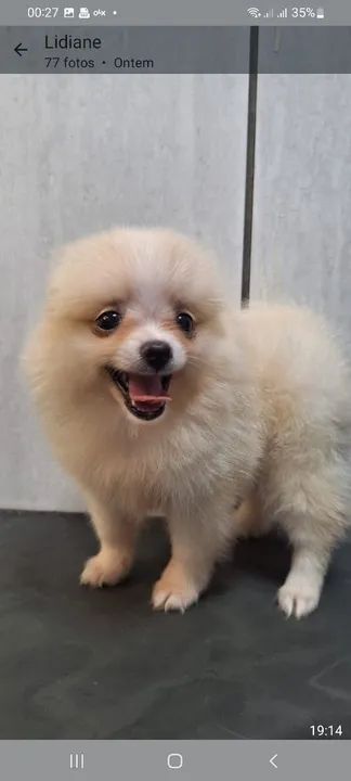 Linda filhotinha de Pomerânia - Foto 4