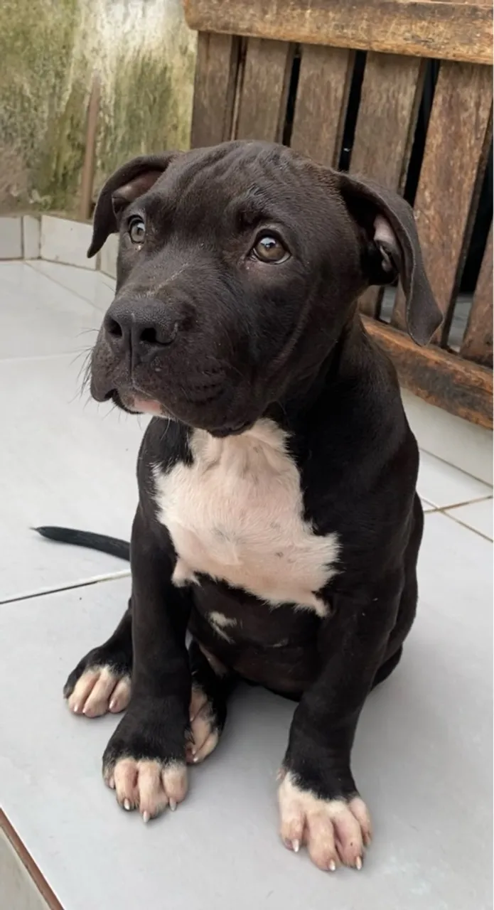 Pitmonster