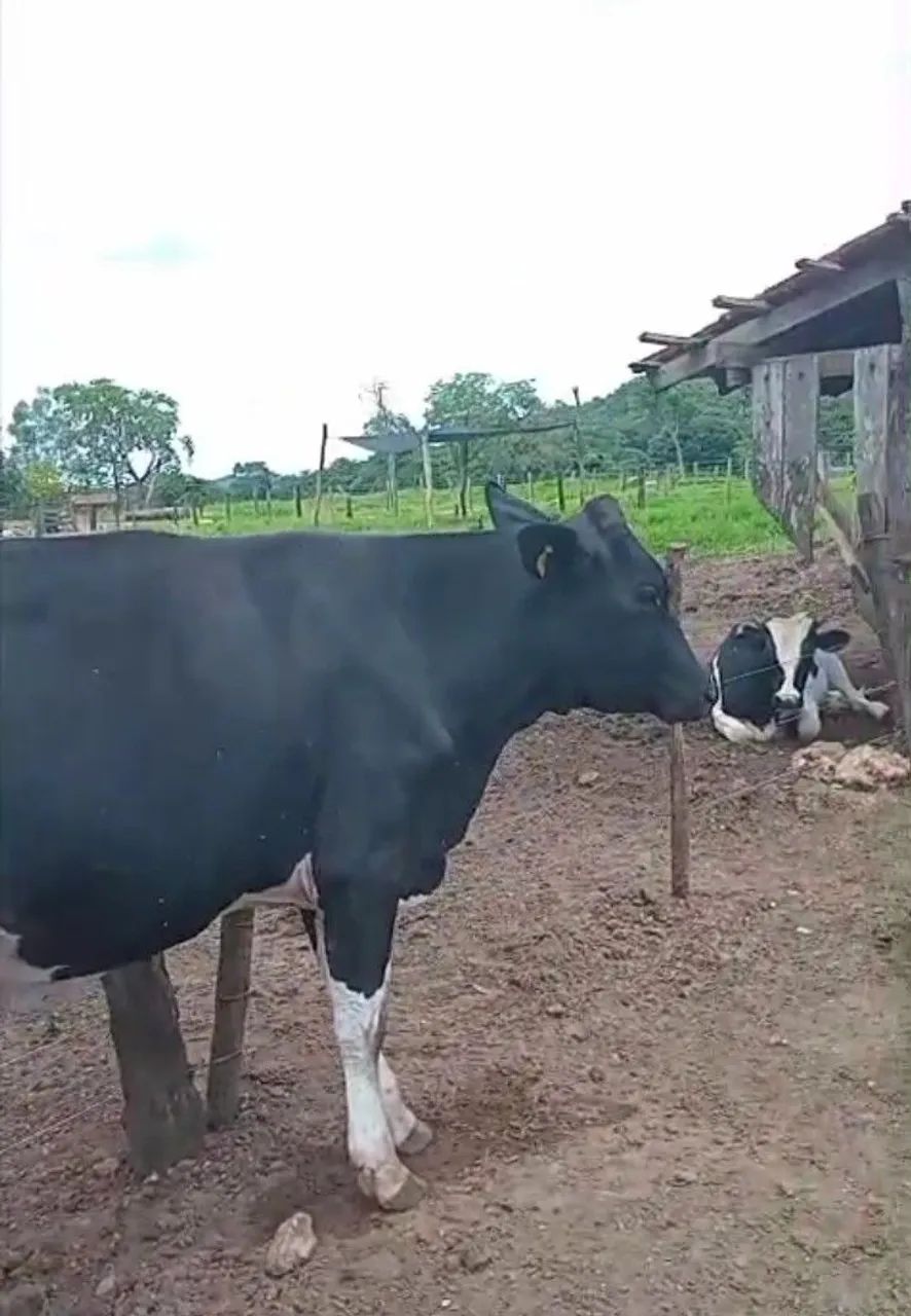 Vendo Novilhas holandês com prenhes confirmada com sêmen sexado  - Foto 4