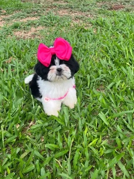 Shih Tzu Mini Europeu - Lindas Princesas Disponíveis - Aceito Cartão  - Foto 3