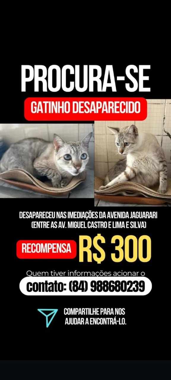 Gato fujão