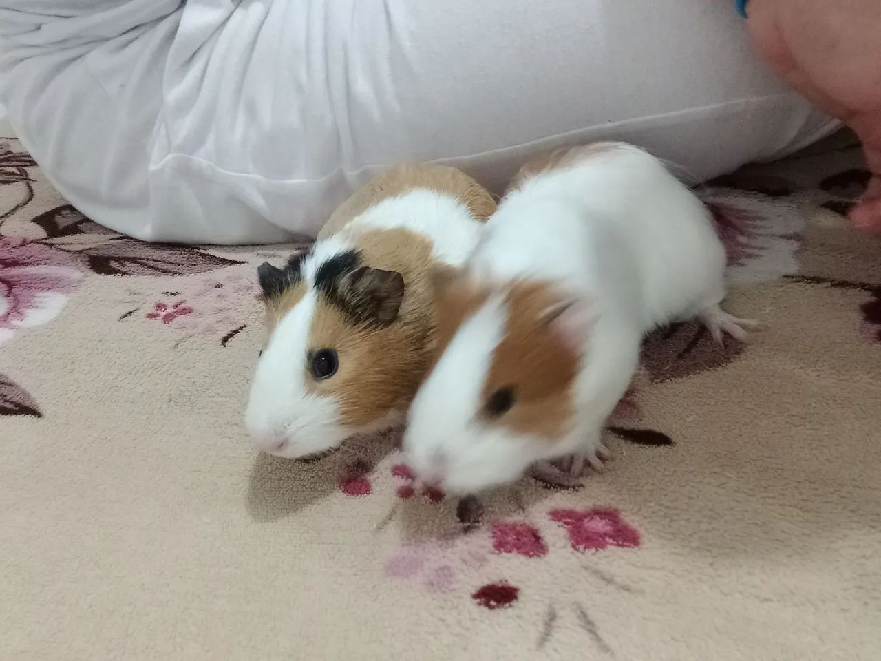 Porquinhos da Índia  - Foto 2