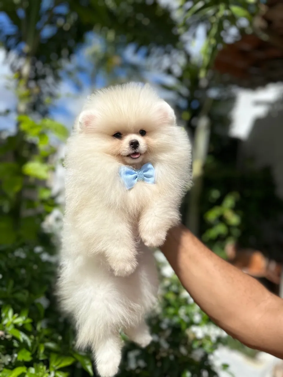 Spitz alemão anão machinho Baby face