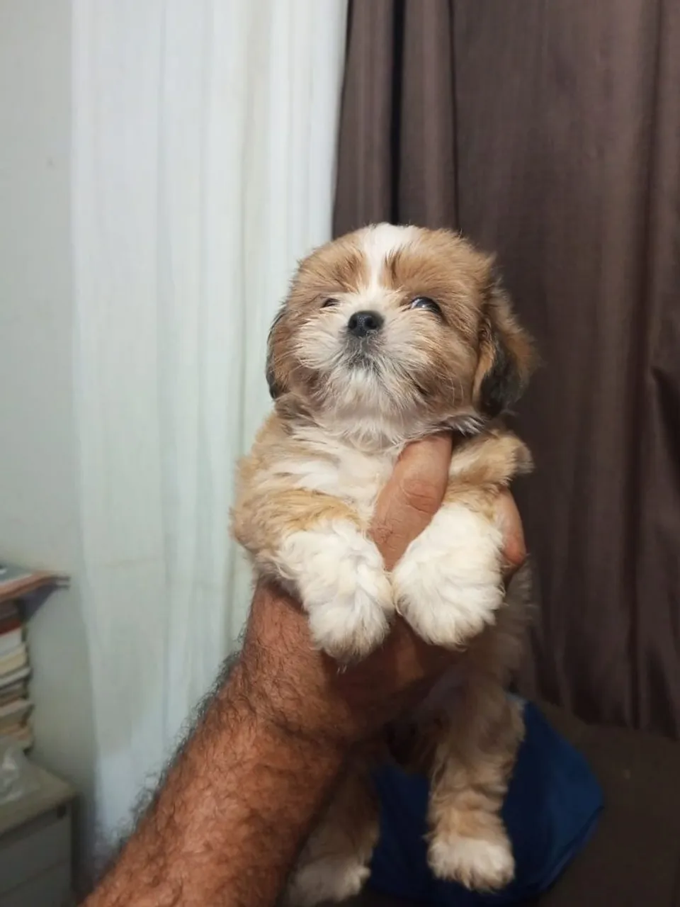 * filhotes lhasa apsa FÊMEA R$ 350,00