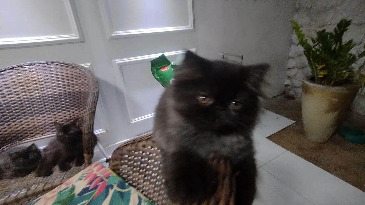 Gatinho Persa Branco - Foto 3