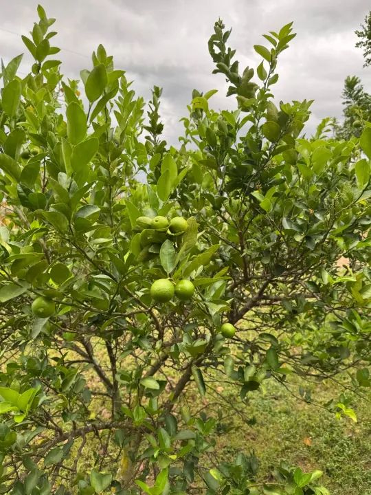 ' Pequena Chácara para Finais de Semana  Ótima Localização , - Foto 5