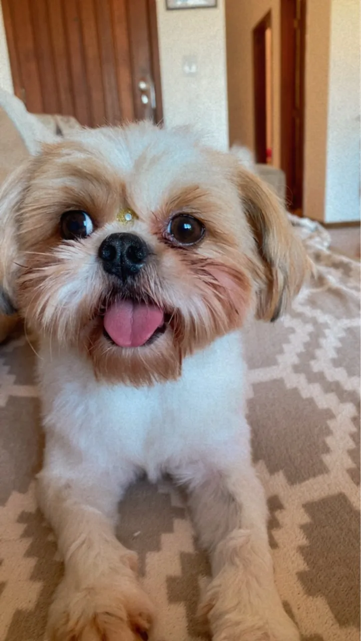 Shih Tzu Fêmea
