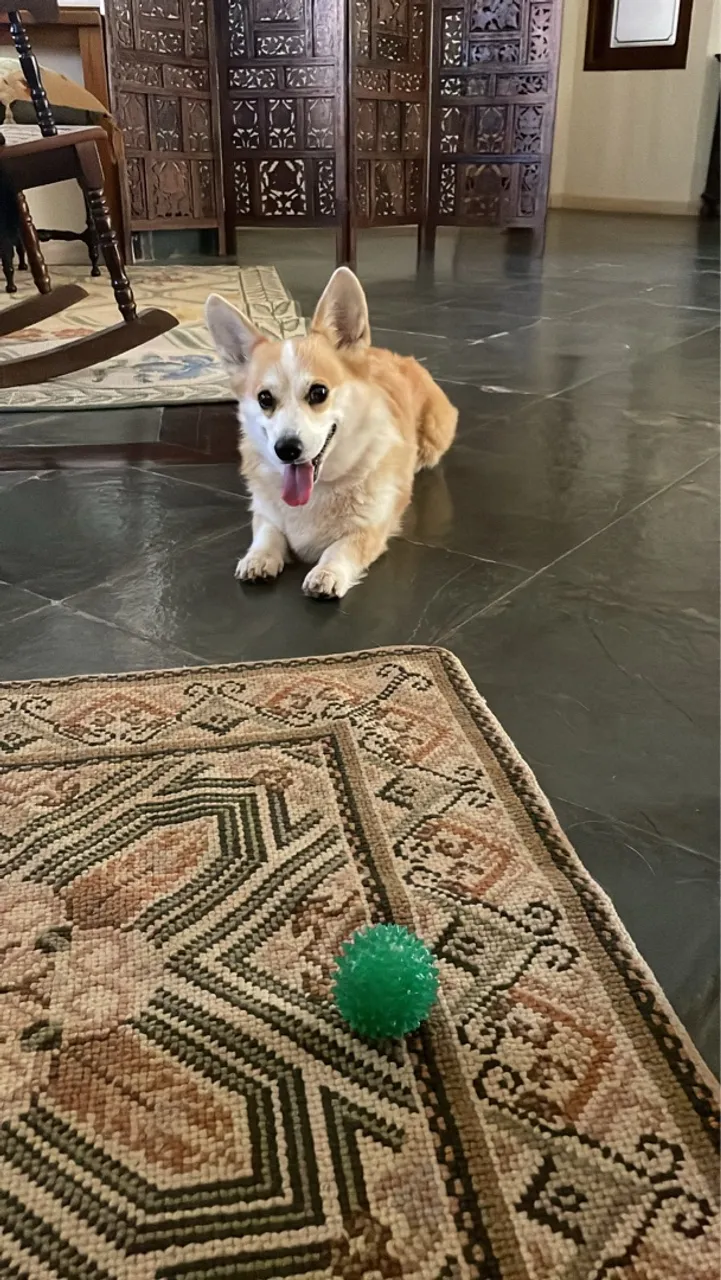 Corgi procura namorado