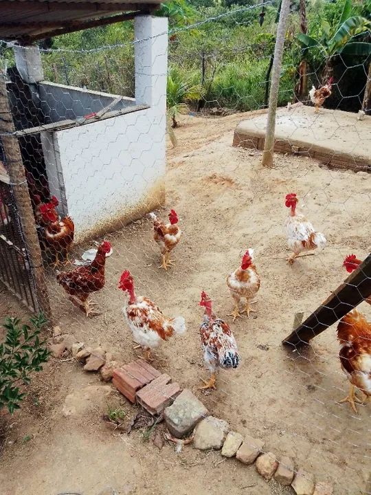Vendo ou troco Sítio (1,6 hectares) - Foto 4