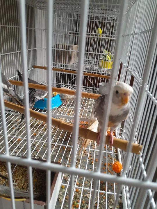 Disponível em blumenau  - Foto 5