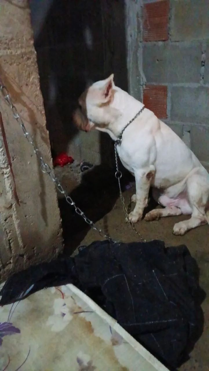 Cachorro  - Foto 3