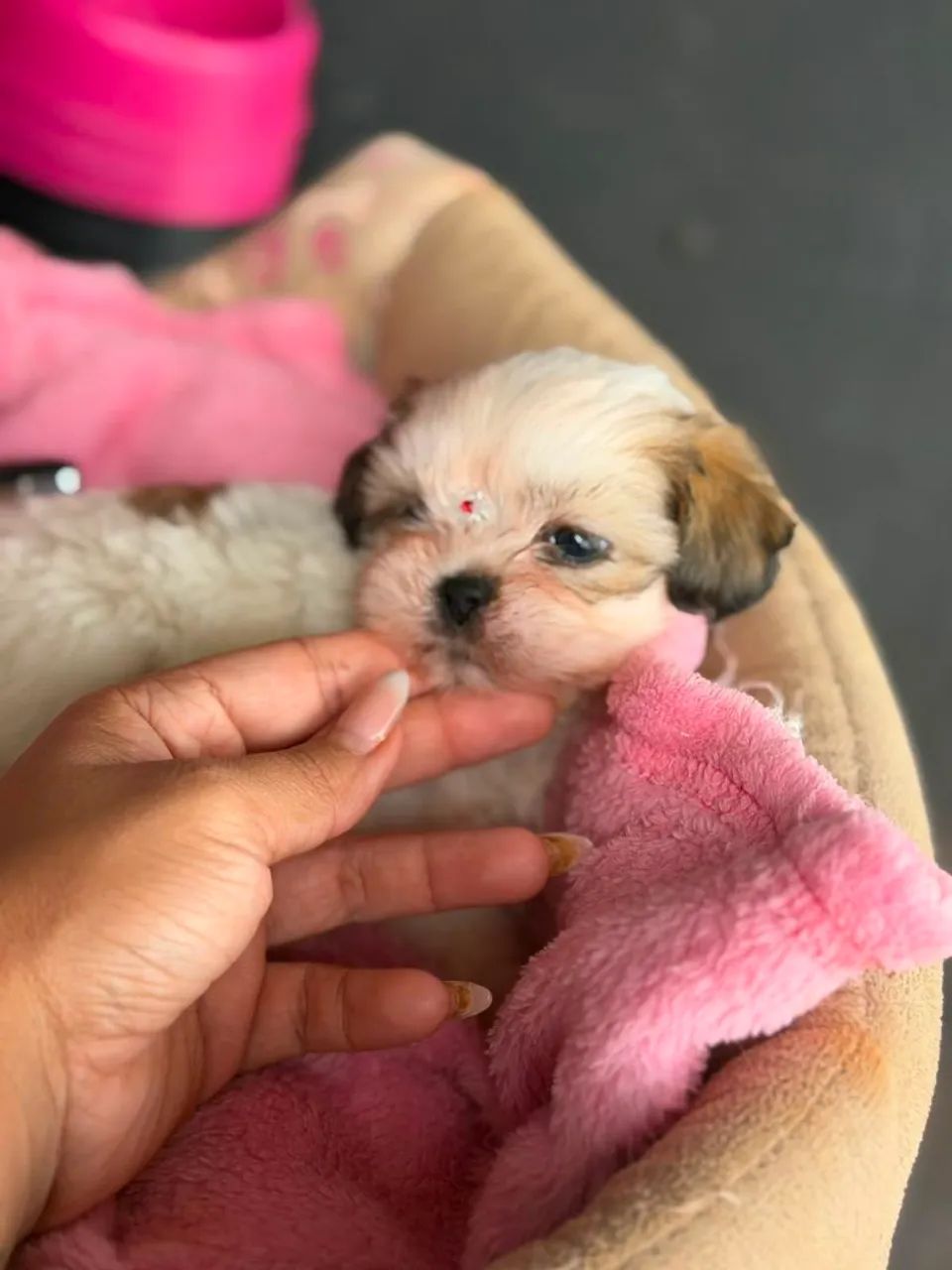 Shih-tzu Mini fêmea  e macho - Foto 3