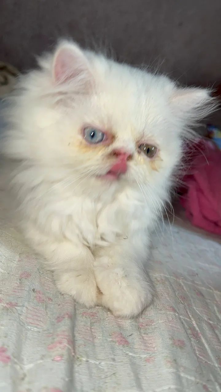 Gato Persa - Foto 2
