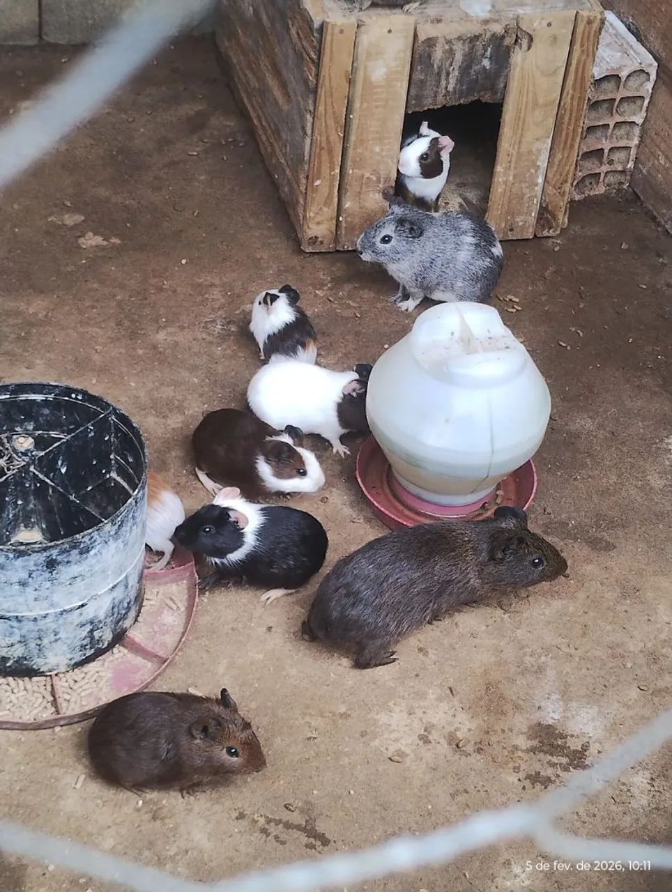 Porquinho da india para venda. 
