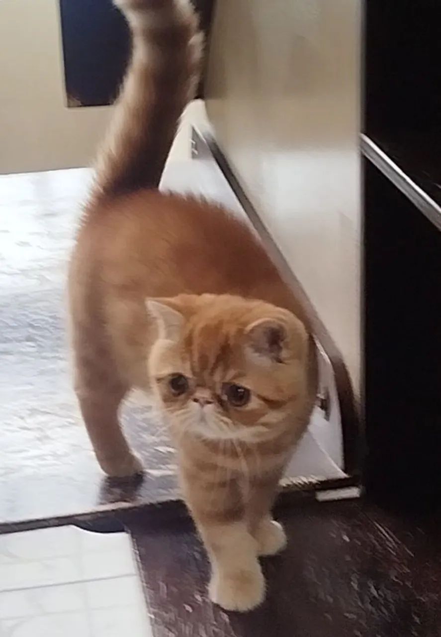 Gato persa 
