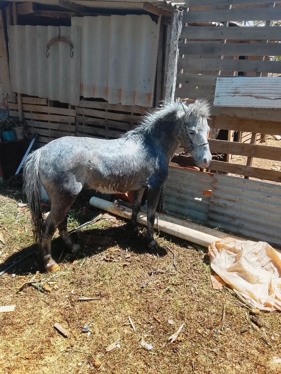 Mini pônei lindo e mansinho - Foto 3