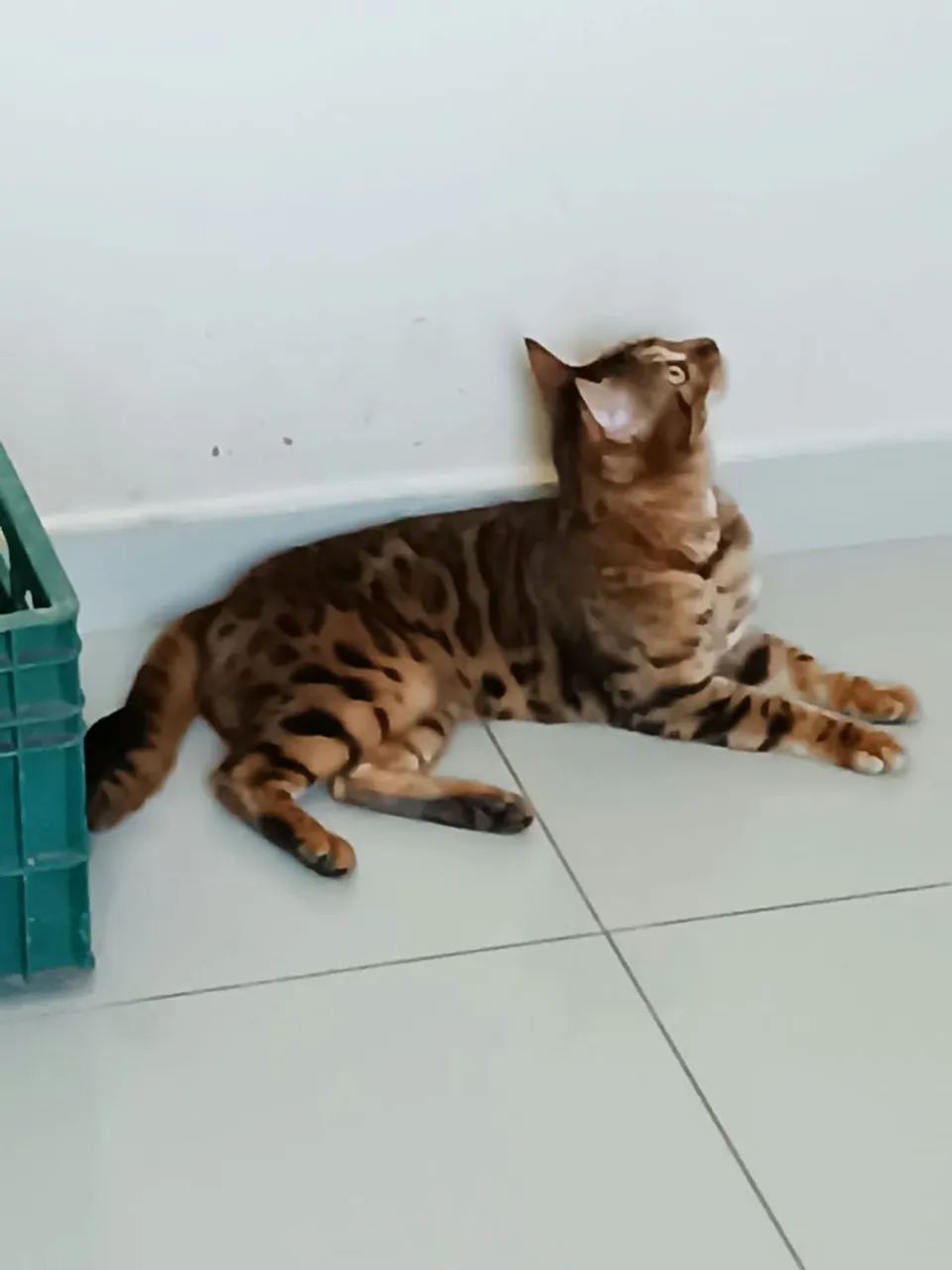 Gata bengal - Foto 2
