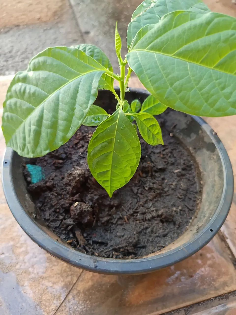 Vendo munda de maracujá doce - Foto 2