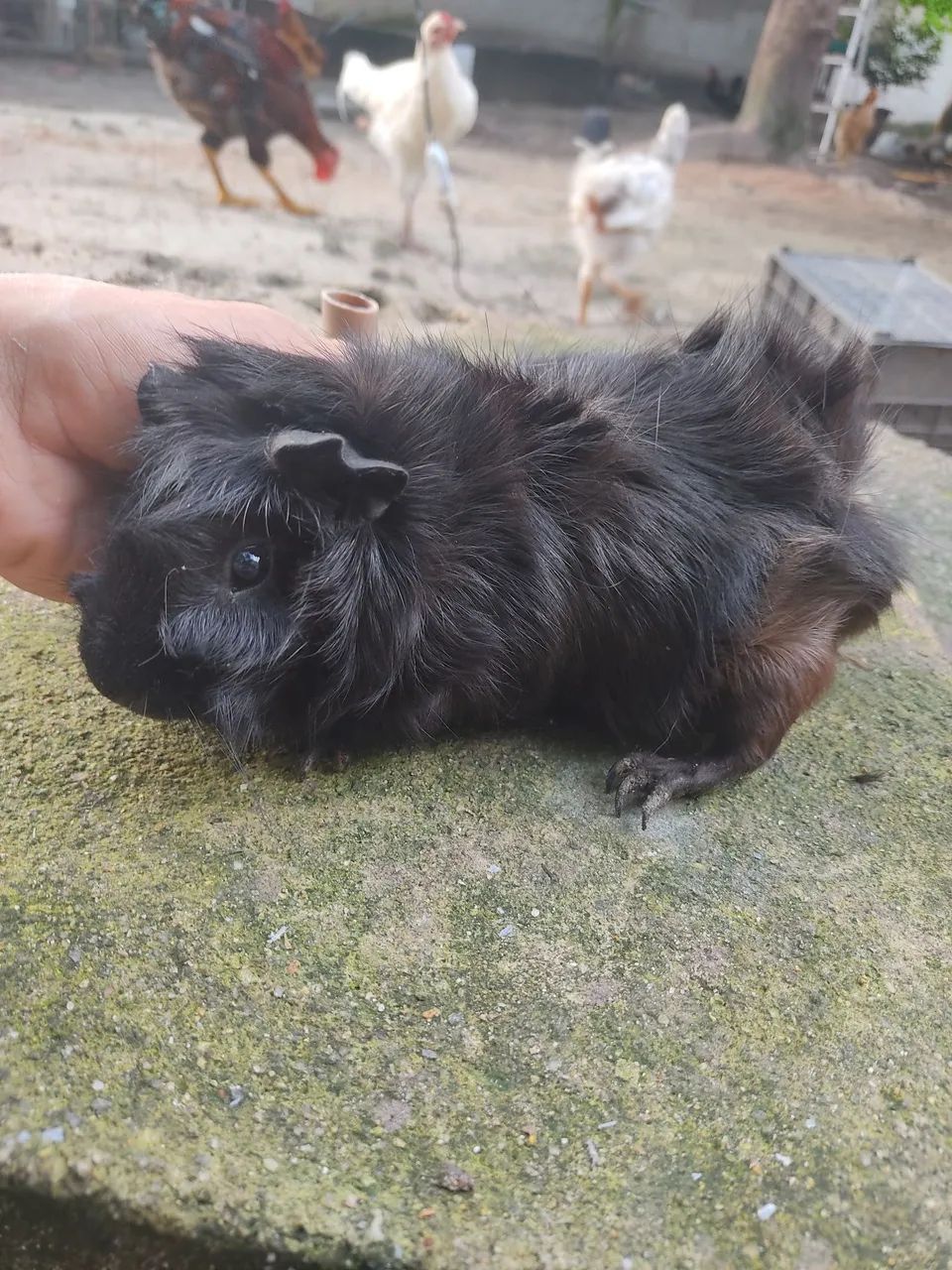 Vendo Porquinho da Índia  - Foto 3
