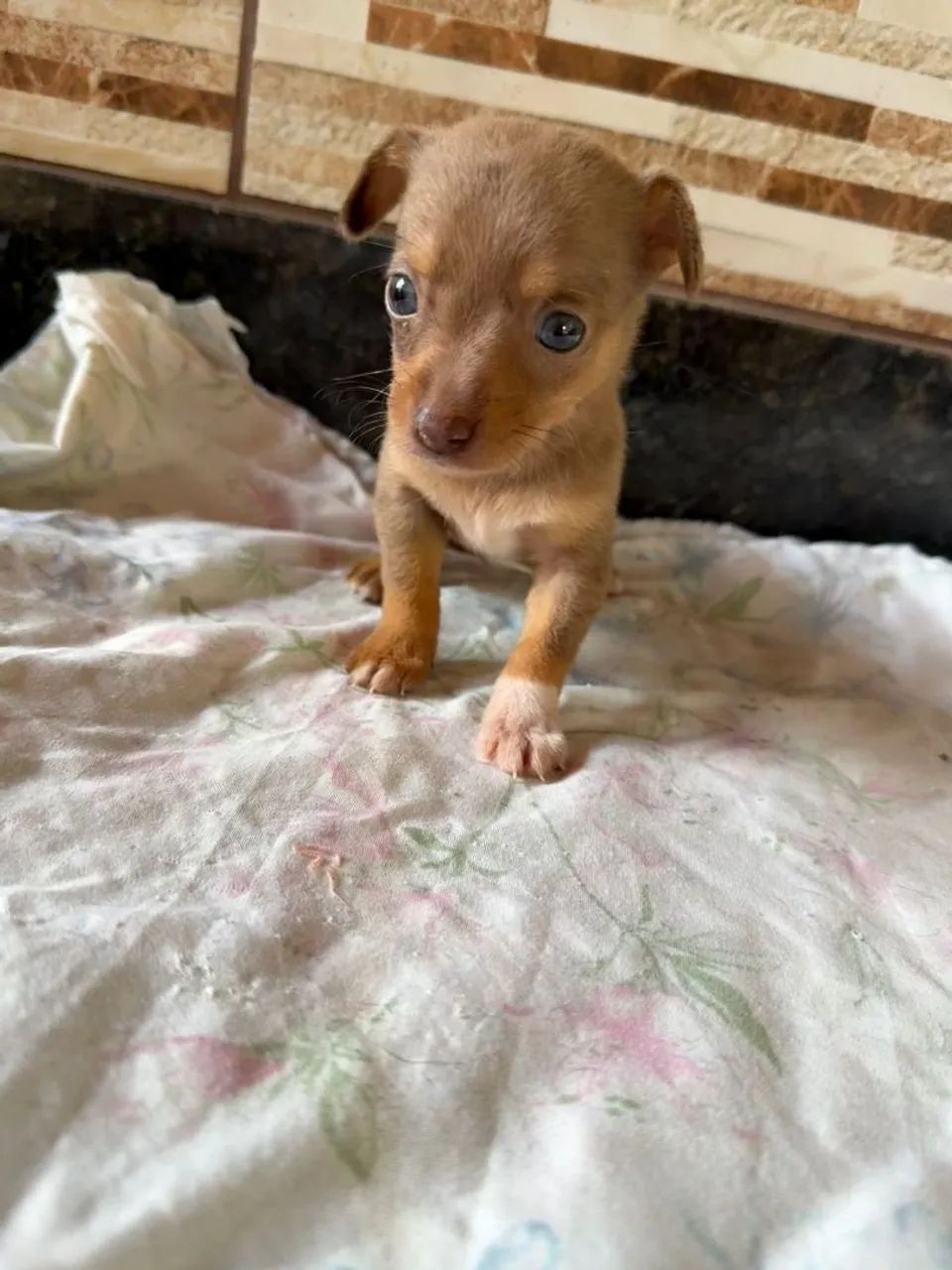 Pinscher Fêmea choco Merle zero