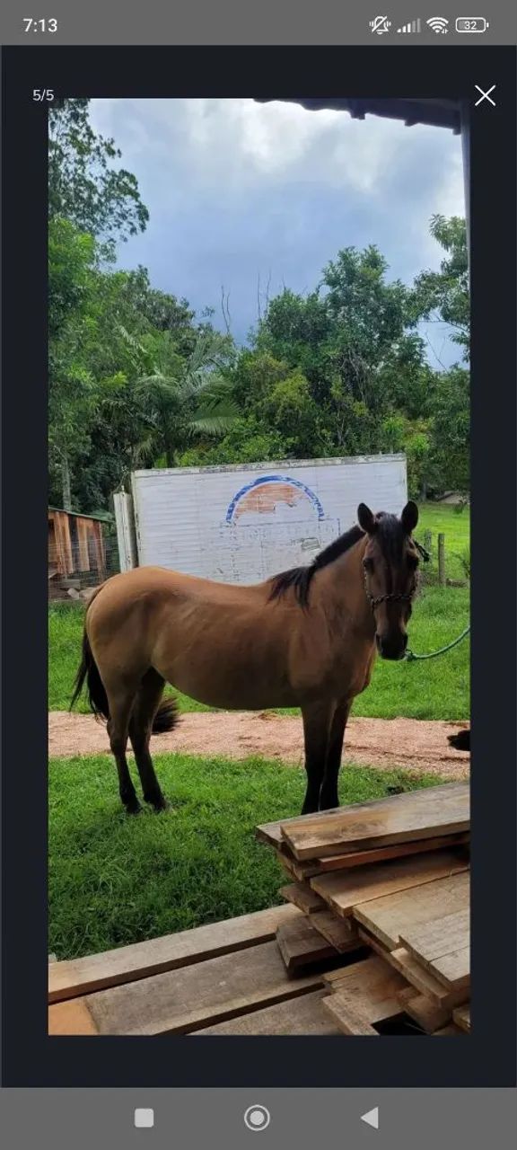 Égua de cria  - Foto 3