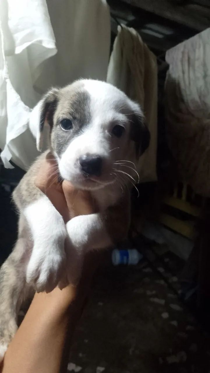 Vendo três cachorros de racha misturada Pitbull com vira lata por 150 cada  - Foto 3