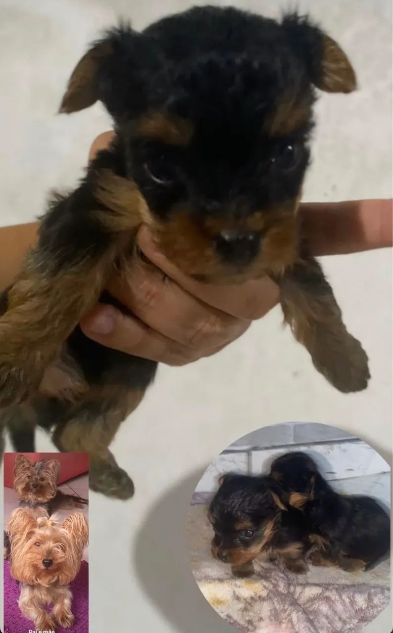 Cachorro - Foto 2