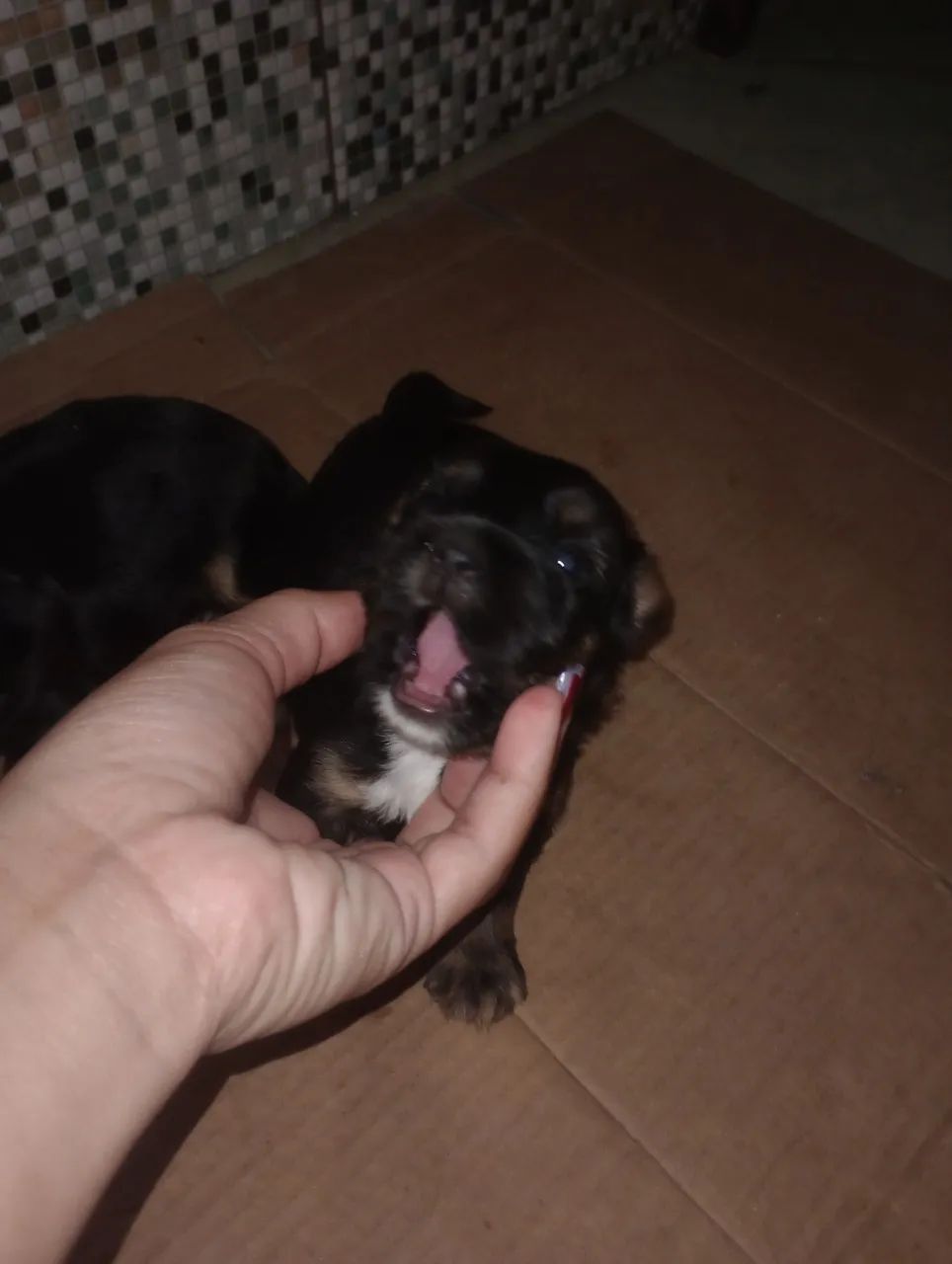 Cachorro yorkshire  - Foto 4