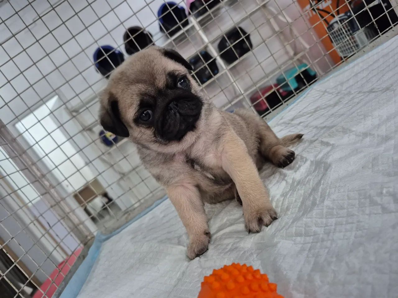 Pug - Foto 3