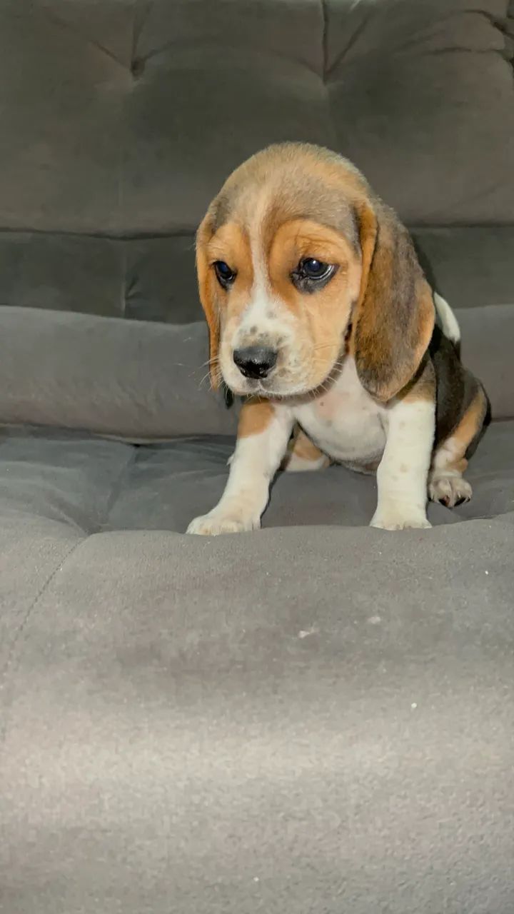  Beagle 13 polegadas uma fofura tricolor  - Foto 2